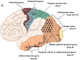 Thinking Styles and Human Brain